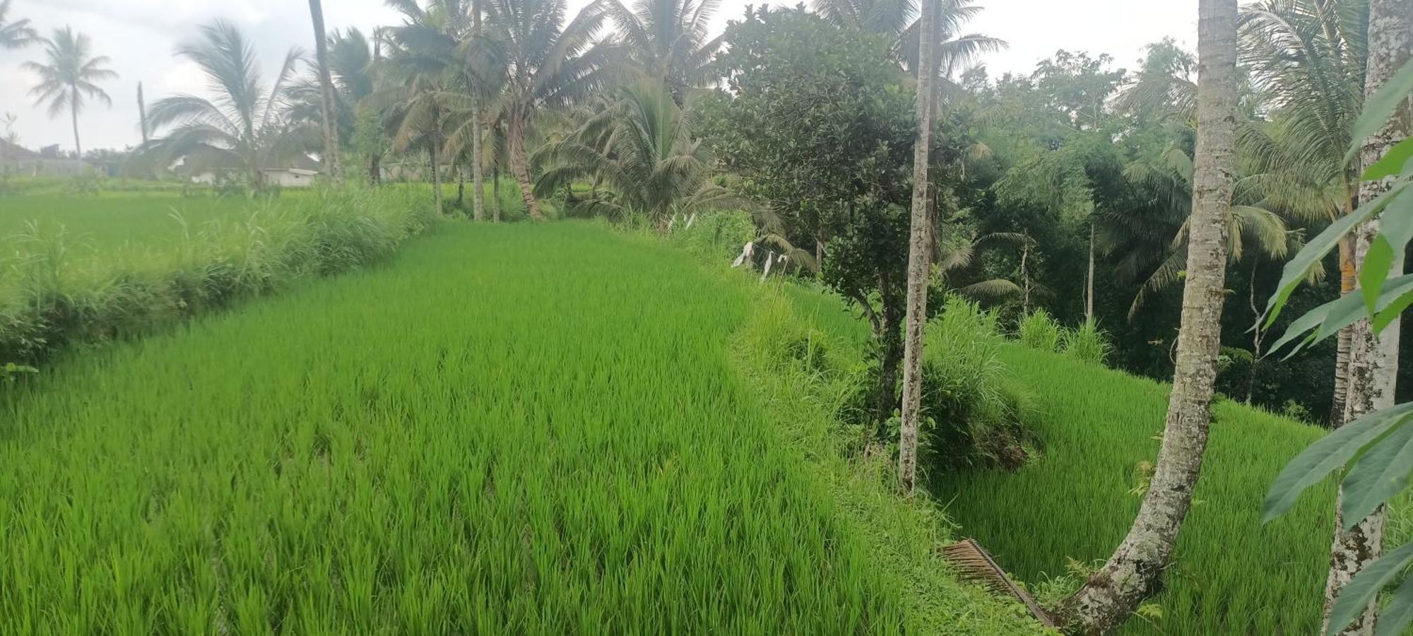 Lingkung Park Tetebatu Apartment Luaran gambar